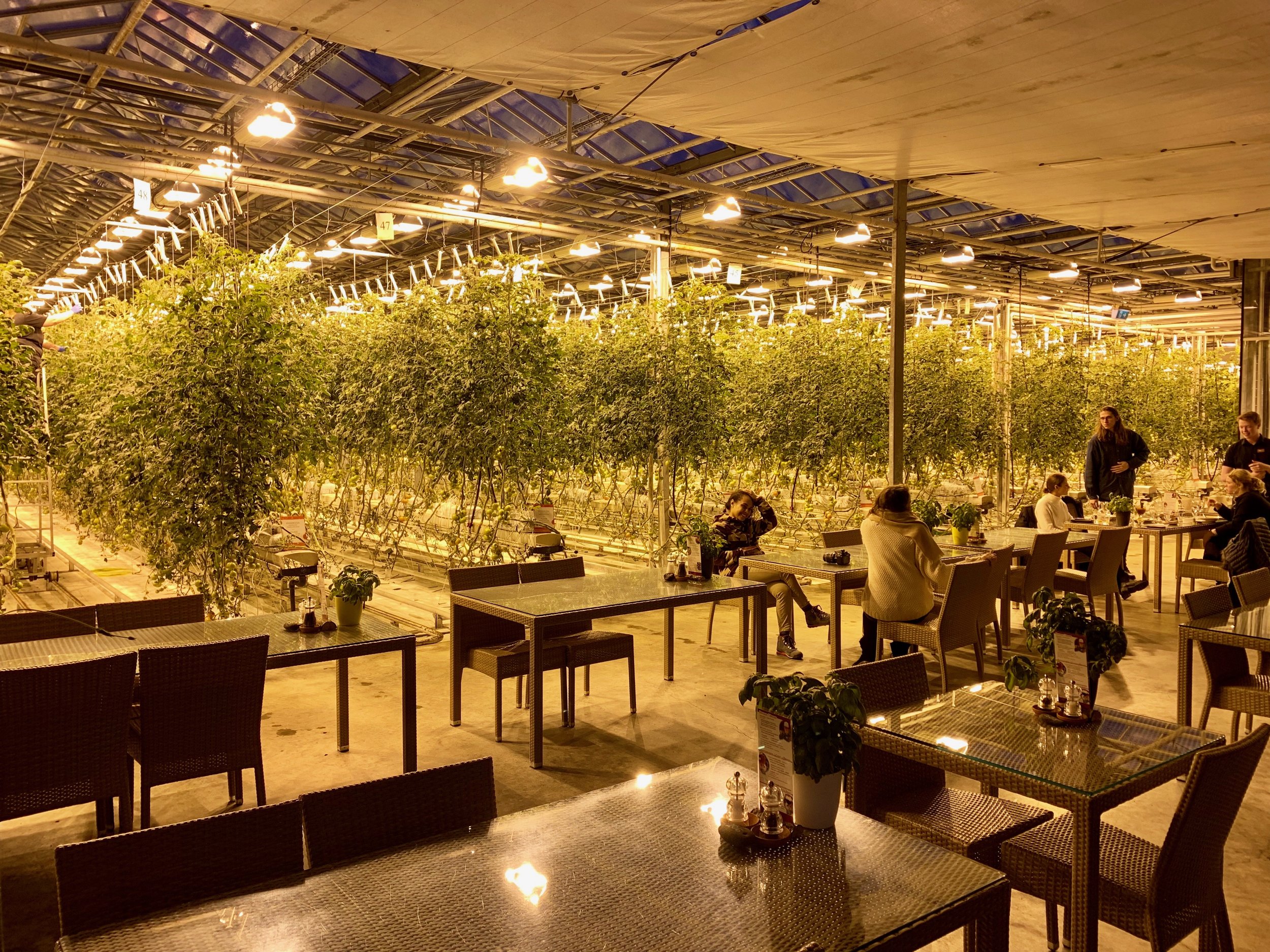 Dining among the tomato plants at Fridheimar