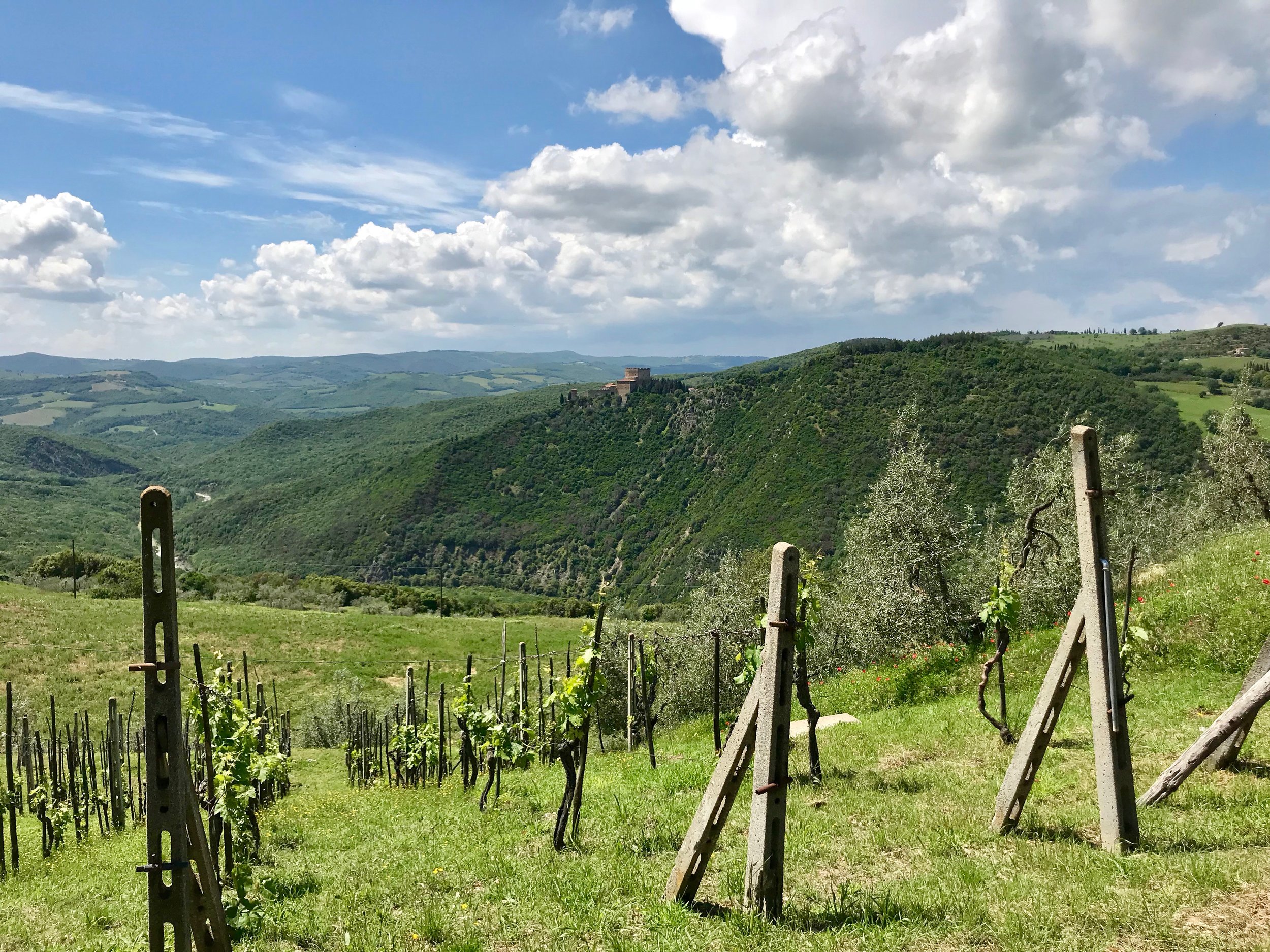 Grape vines in the Val d’Orcia