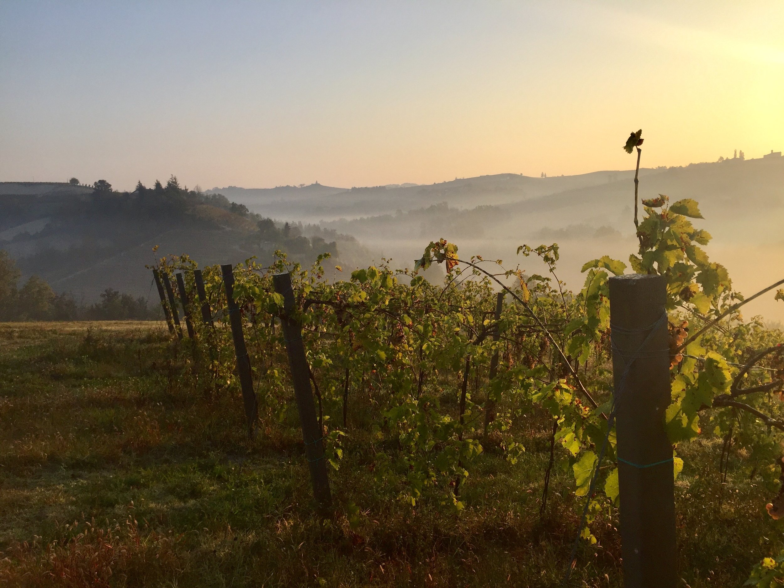 Morning nebbia in the valleys of the langhe