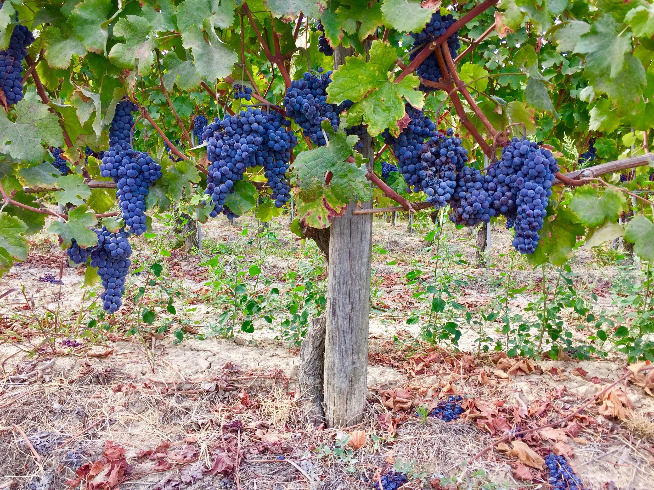 Nebbiolo grapes near harvest