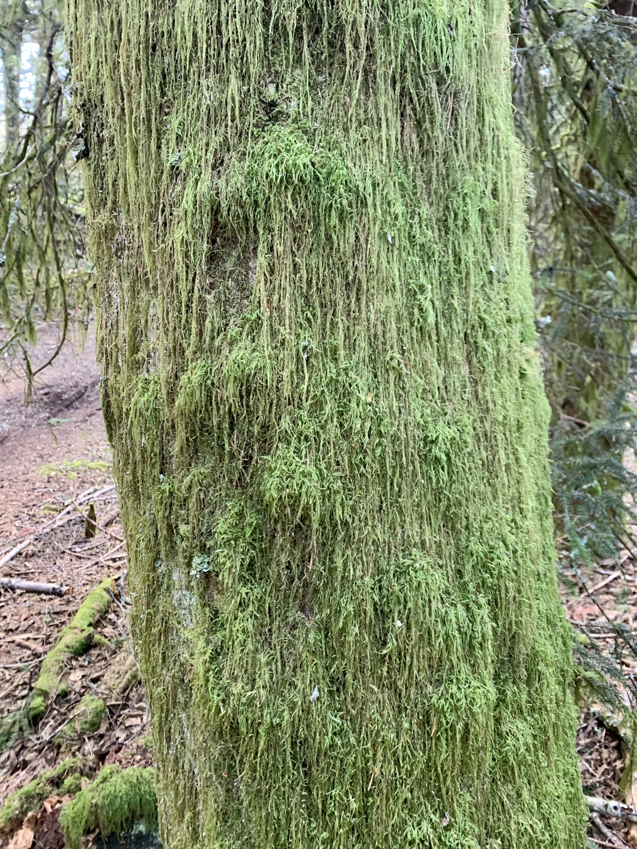 The Grinch's fur in moss