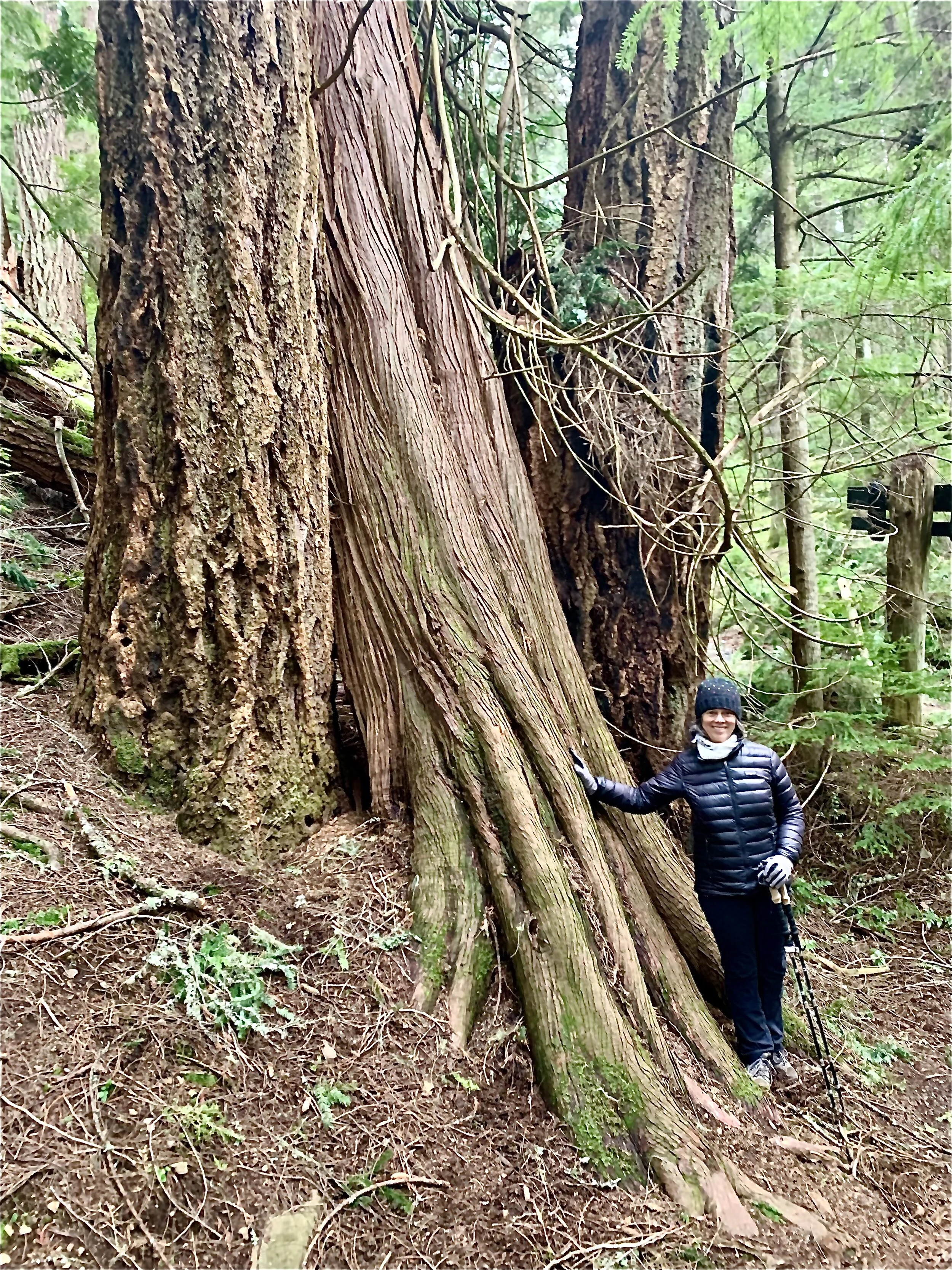 A Western Red Cedar growing between two Douglas Fir