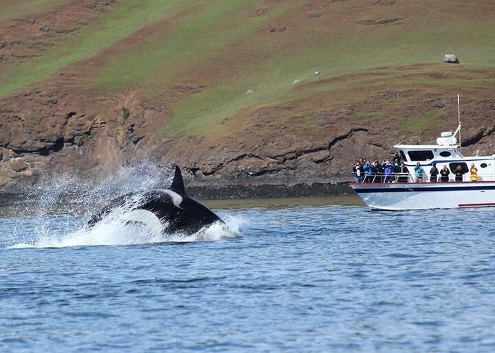 whale tour orcas island
