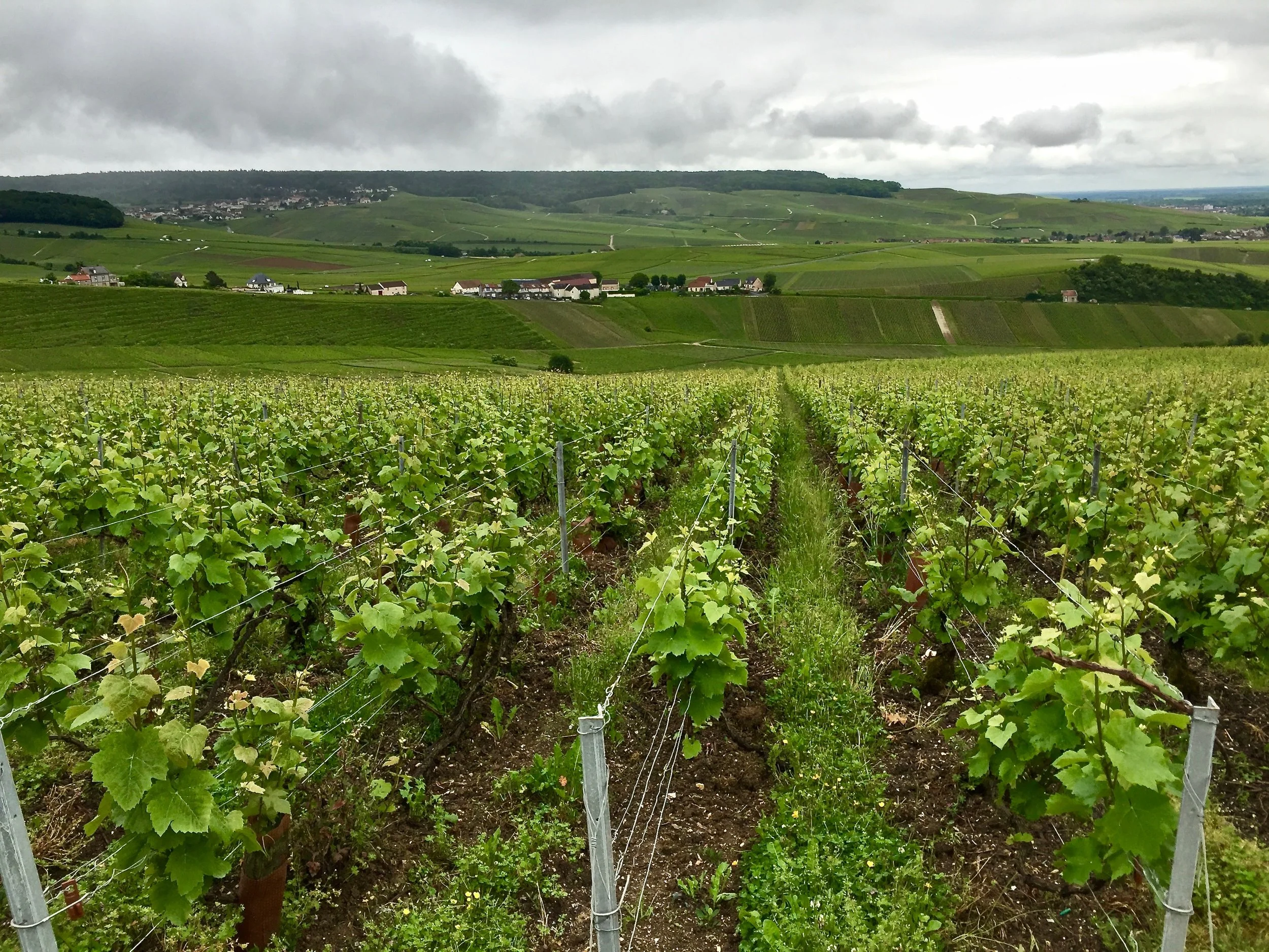 What Do the Severe Frosts of 2021 Mean for France’s Wines?