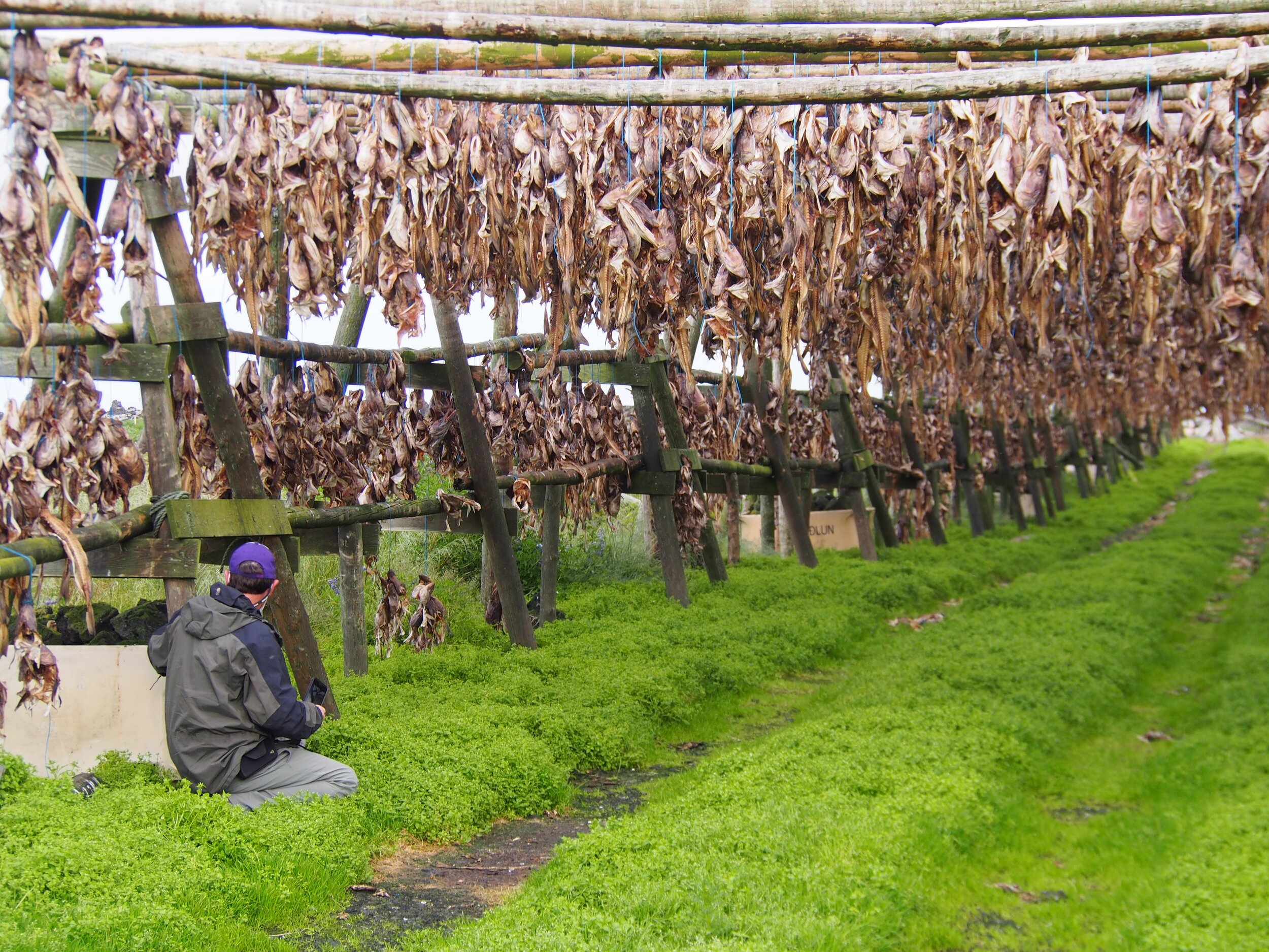Debra S's photo of dried fish in Iceland