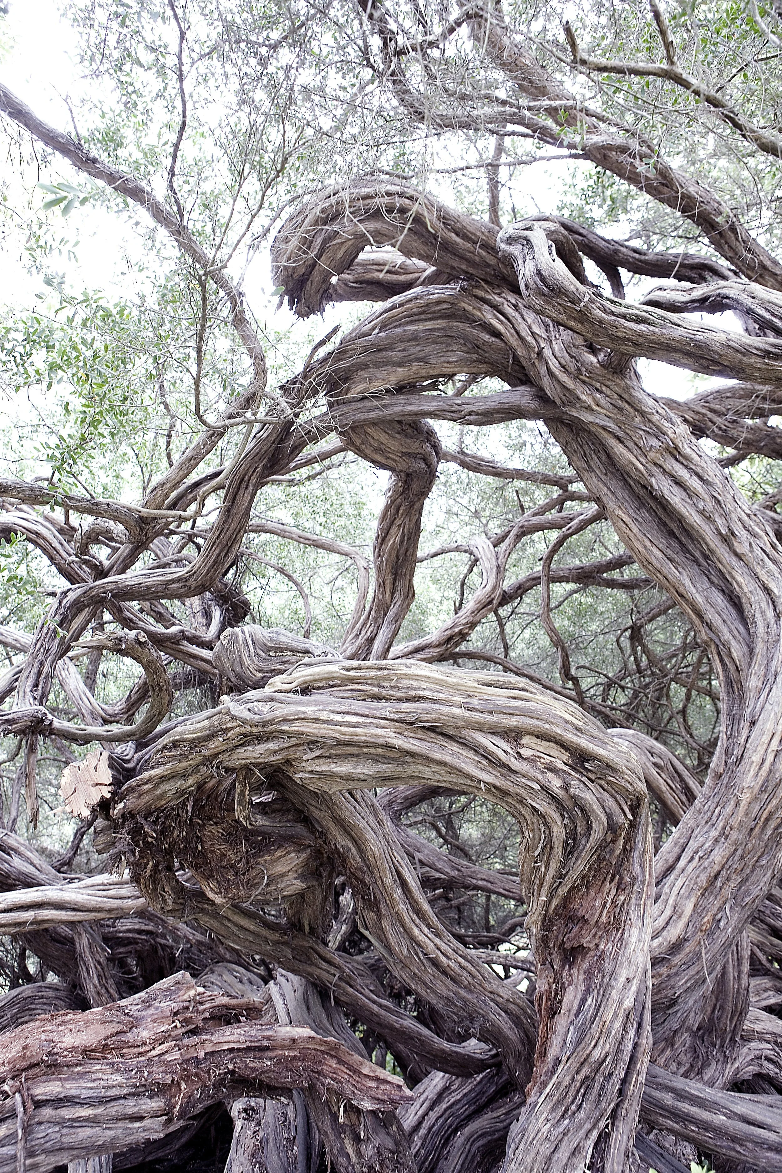 Vine Studies #3