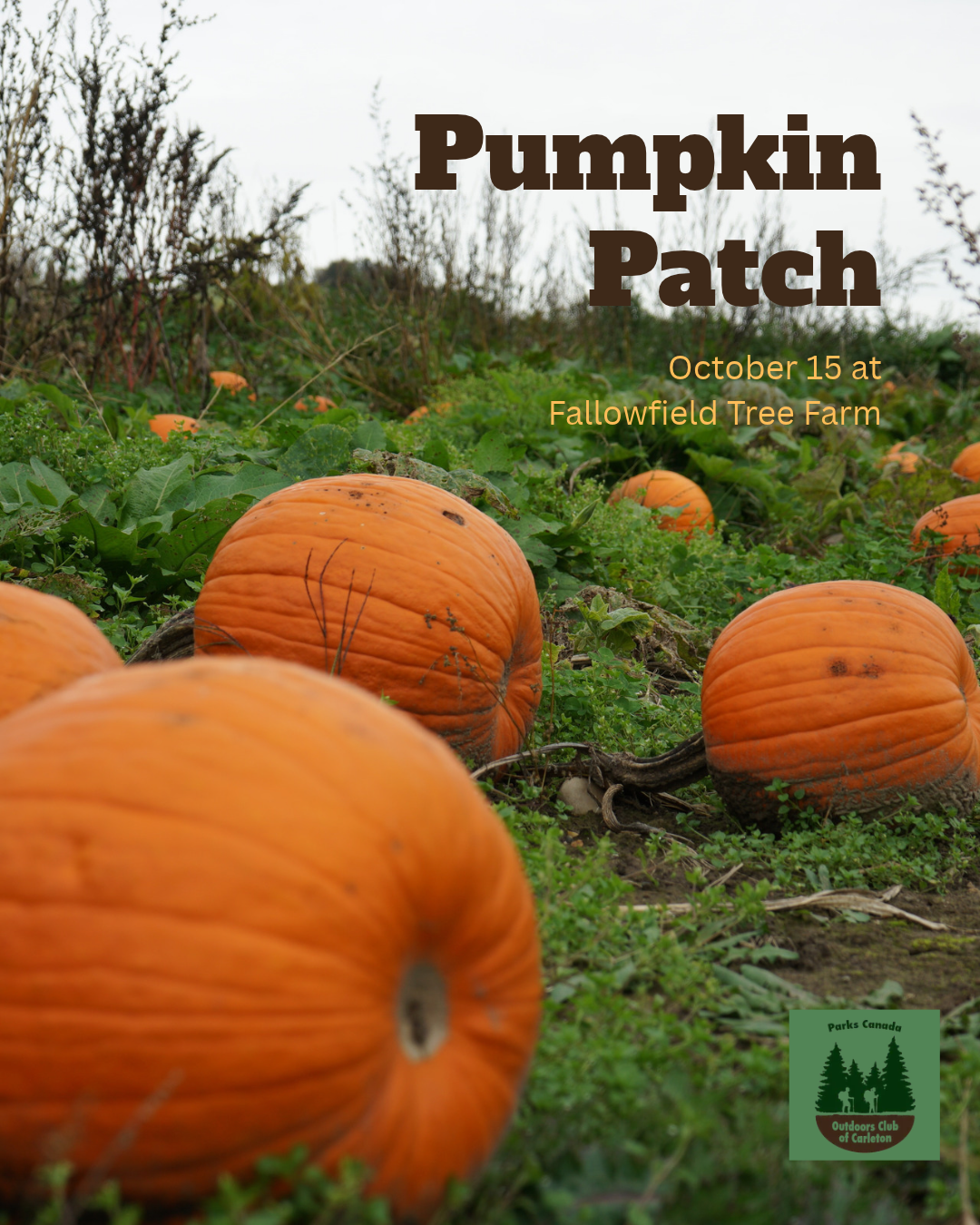 Pumpkin Patch - Fallowfield Tree Farm - DRIVER TICKET