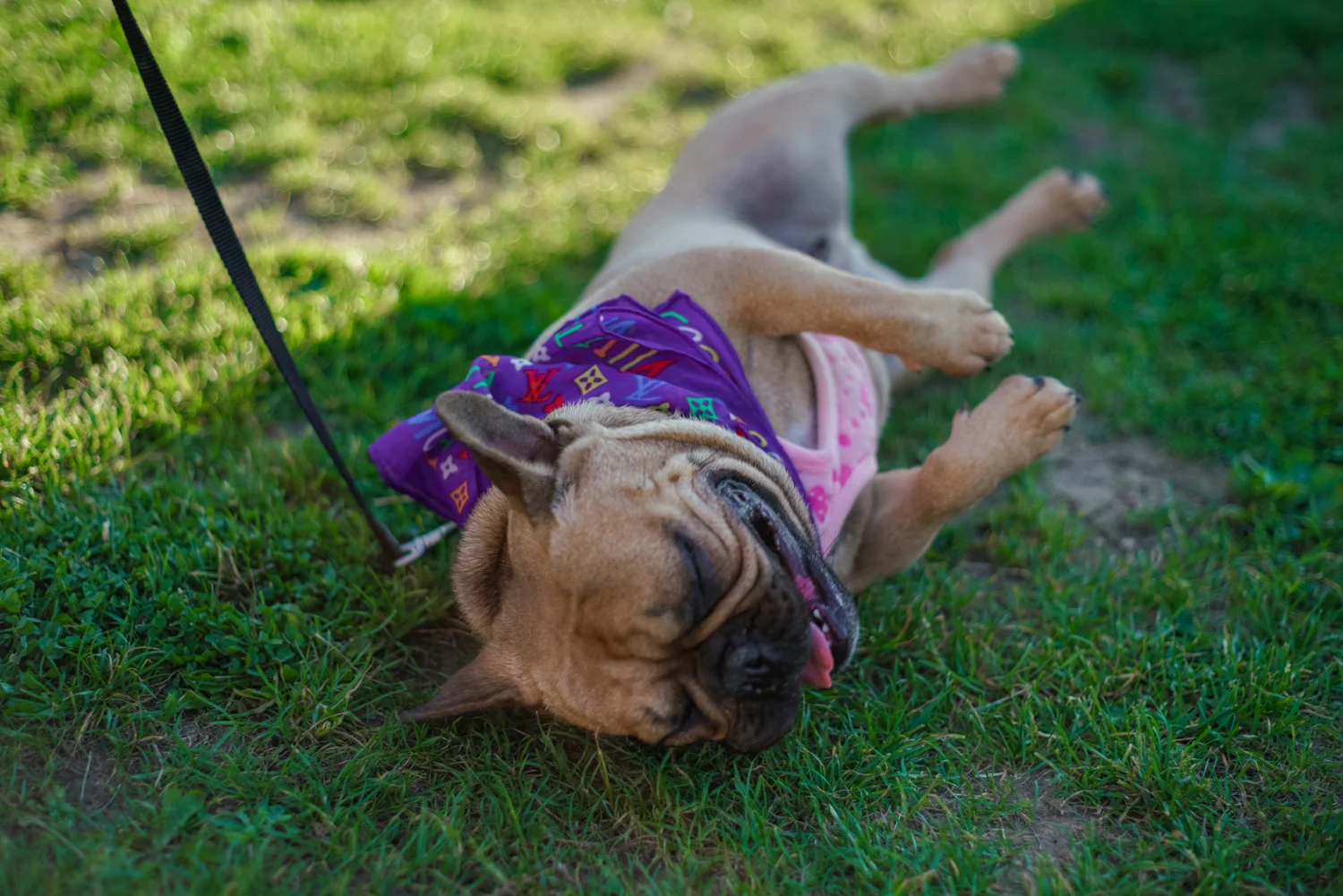 Samdais Dog Training Club & Walking Services in Kingsway, Quedgeley, Gloucestershire (37).jpg