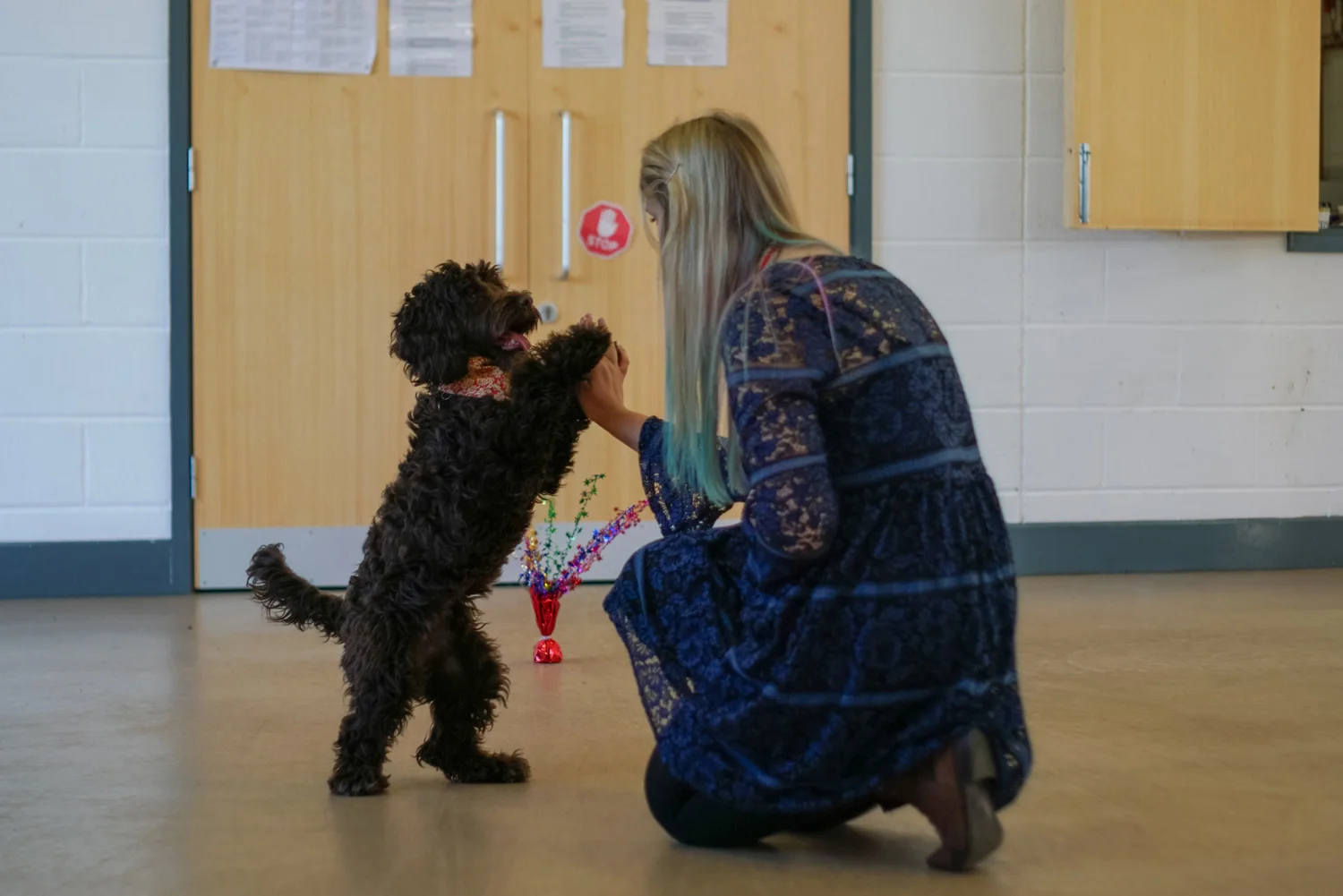 Samdais Dog Training Club & Walking Services in Kingsway, Quedgeley, Gloucestershire (61).jpg
