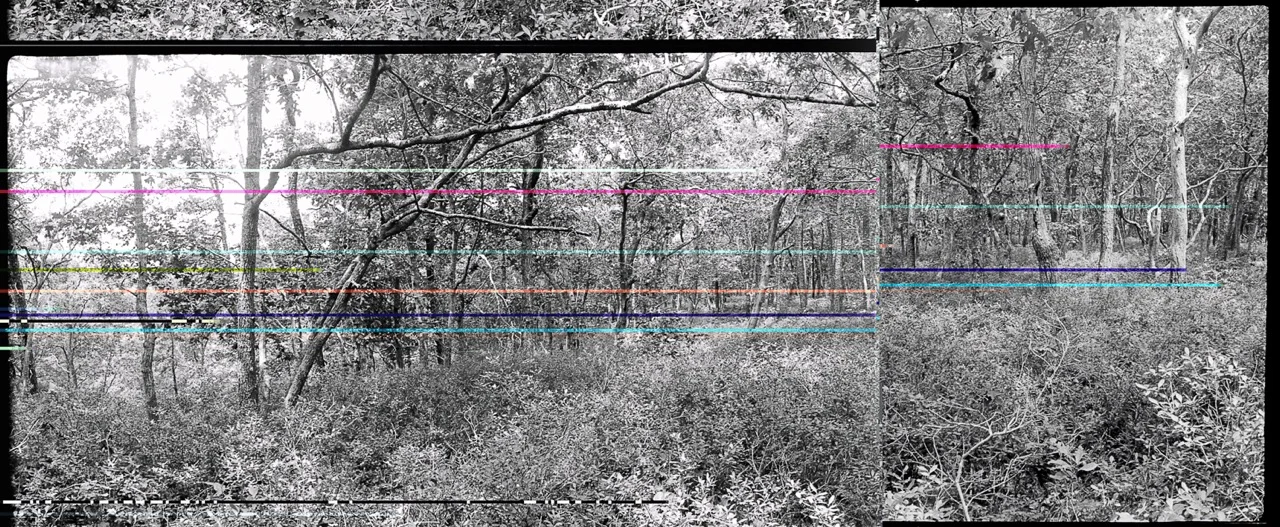 Wellfleet Woods, 2015