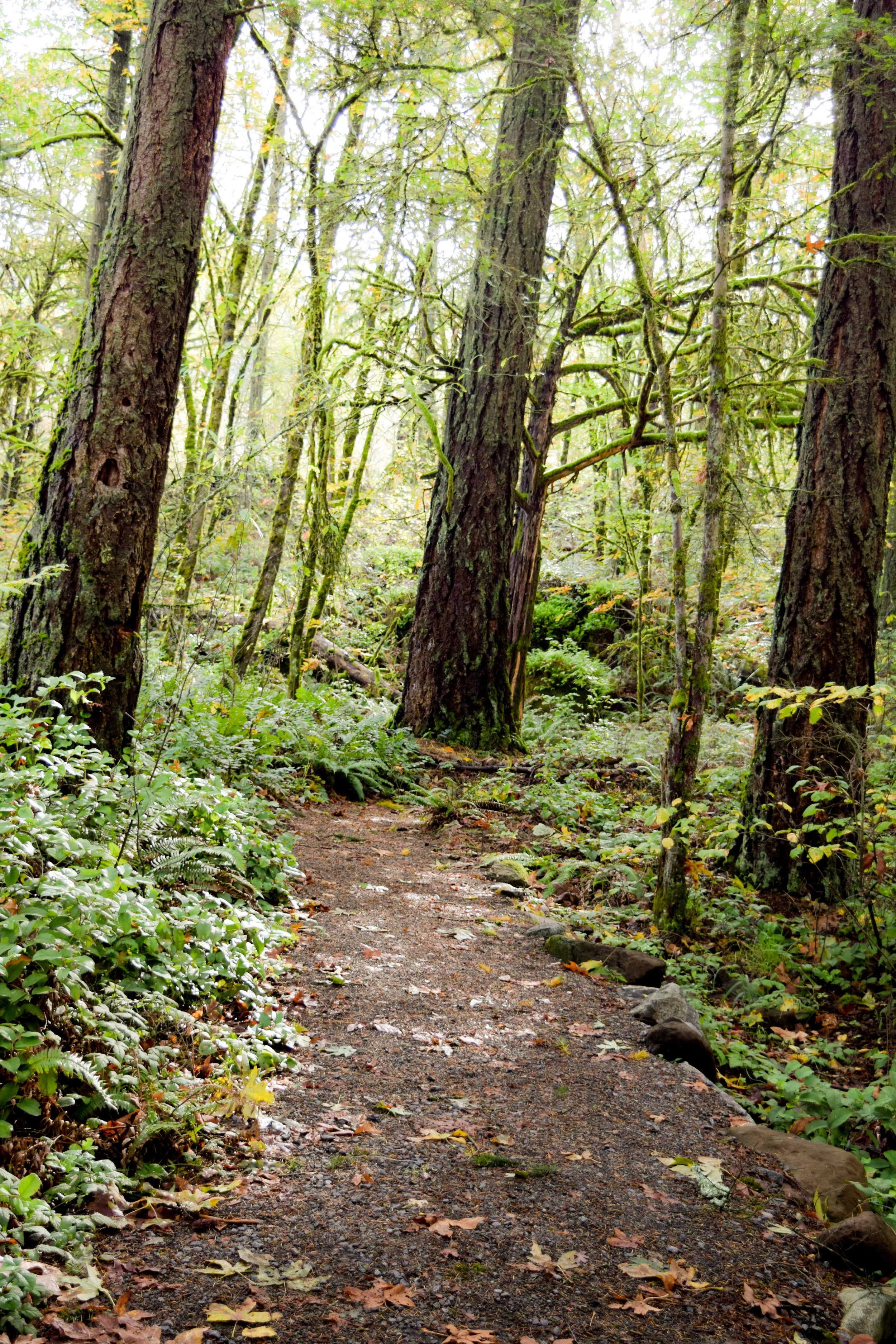 nature.jpg