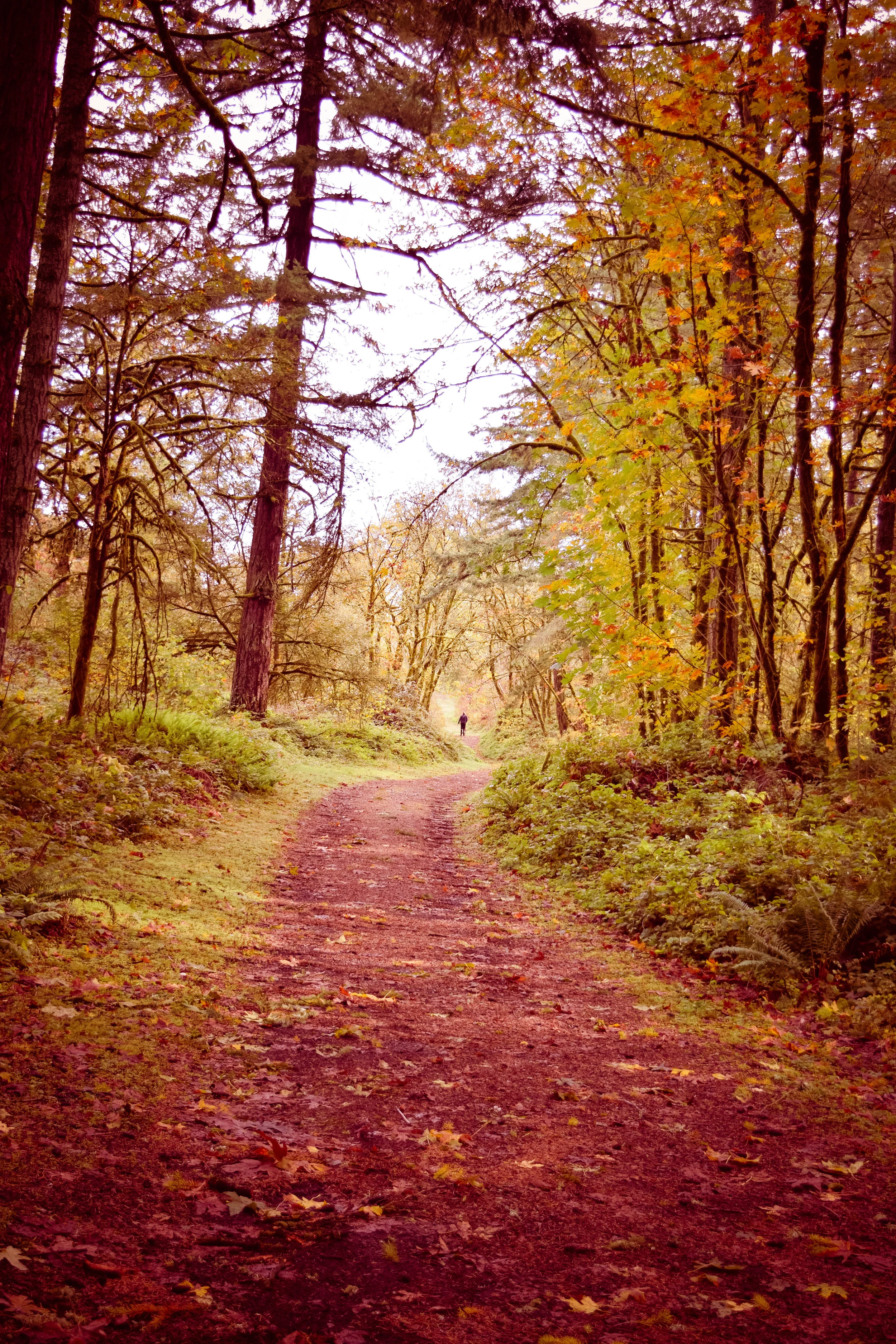 nature1.jpg