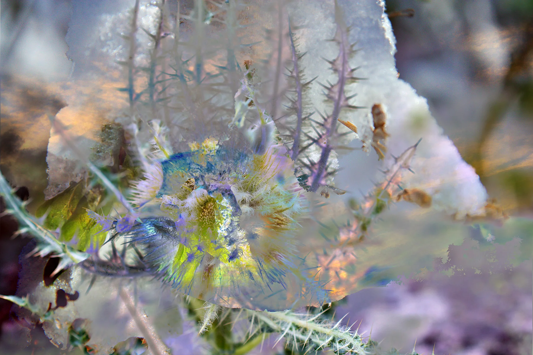 Frost Warning