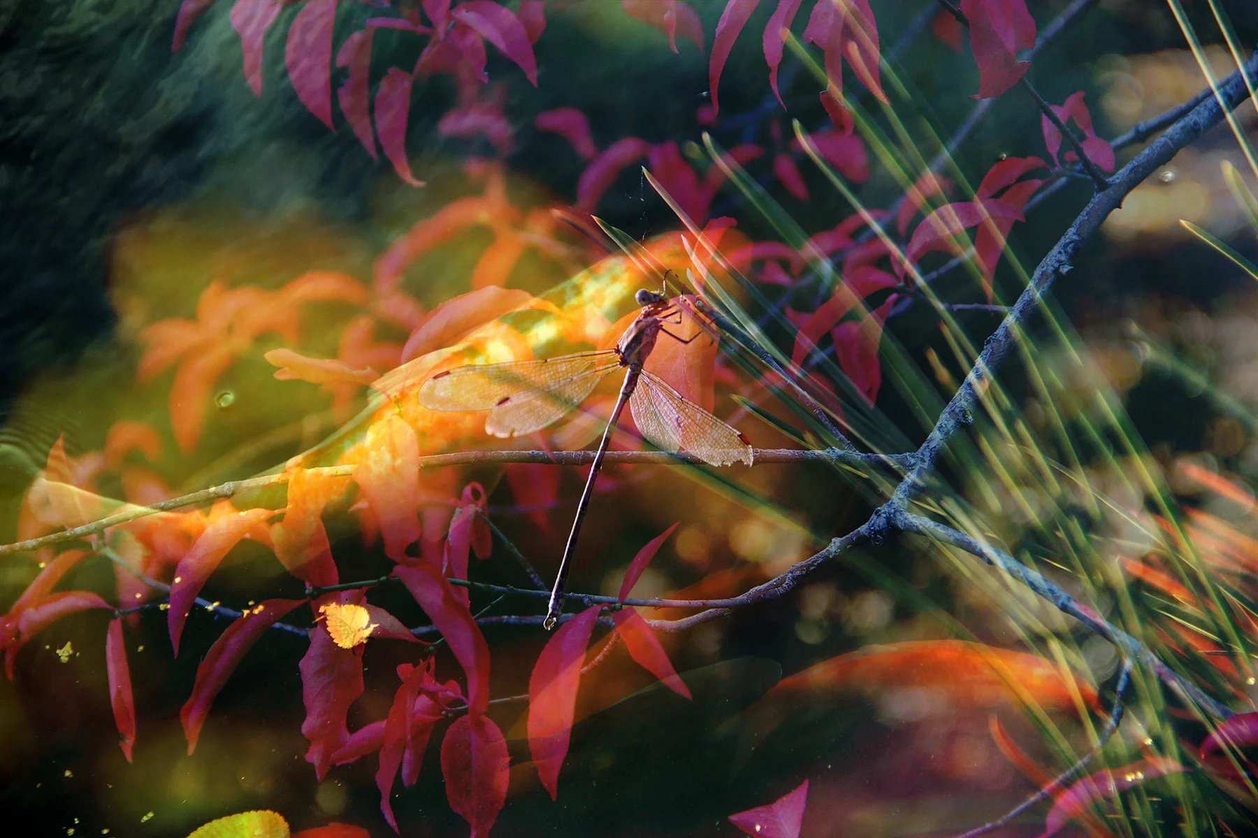 Iridescent Menace