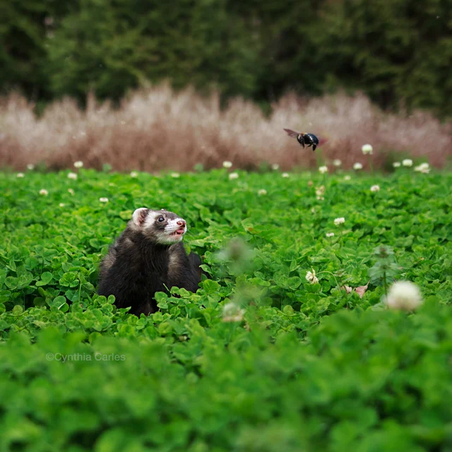 cloverfield-bee-lick.jpg