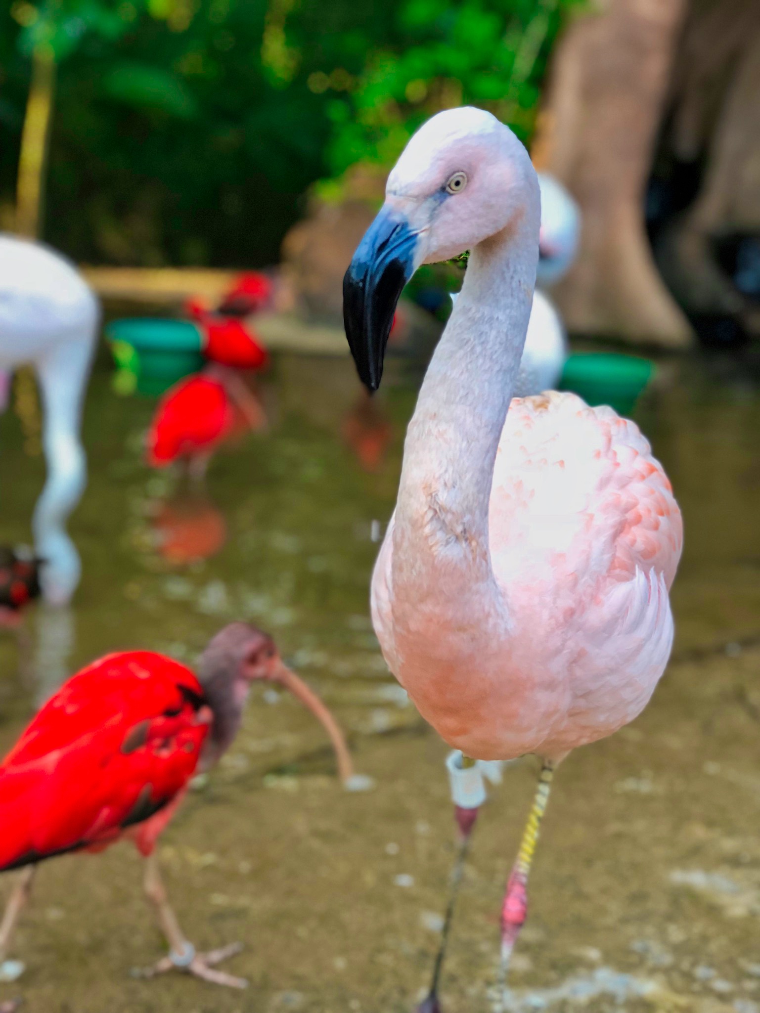 Flamingo at Parque das Aves.jpeg