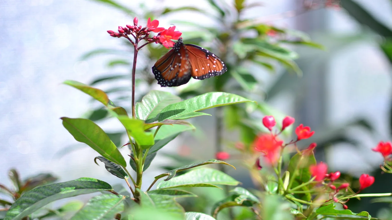 butterfly in garden.jpg