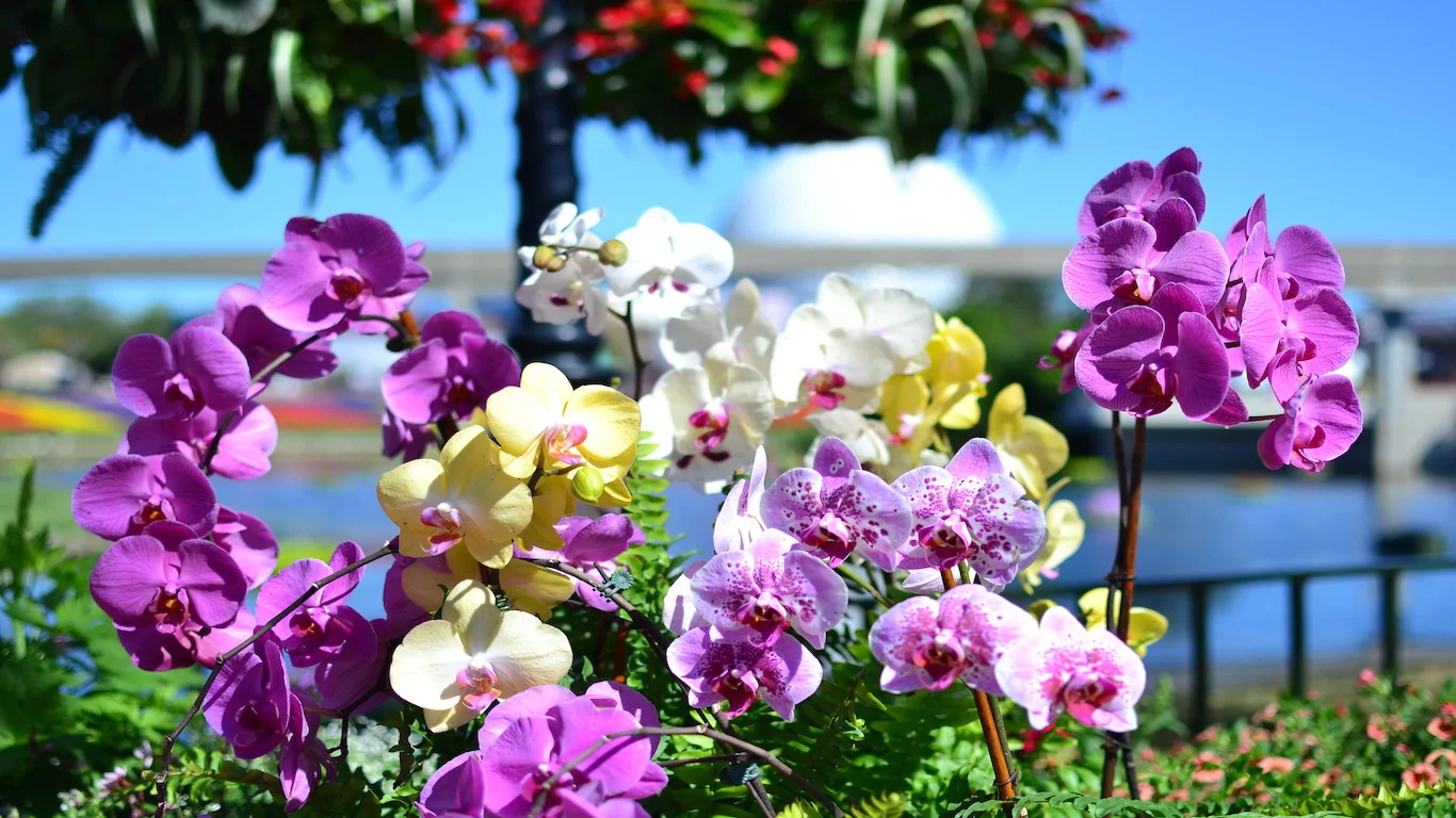 purple flowers.jpg