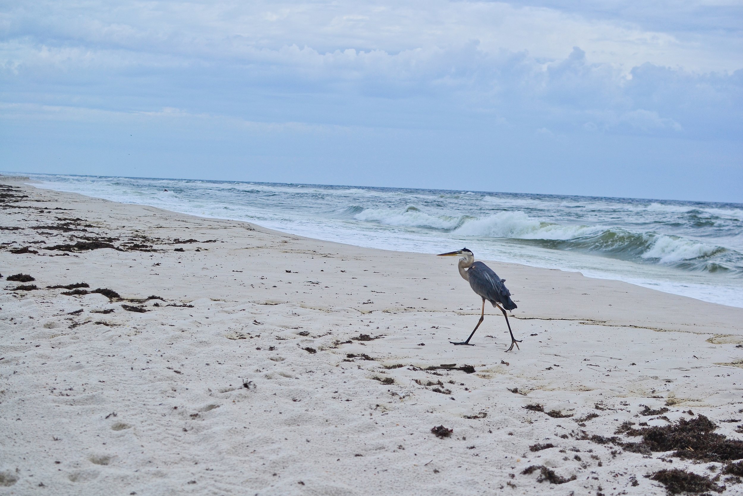 Gulf Islands National Seashore bird.jpeg
