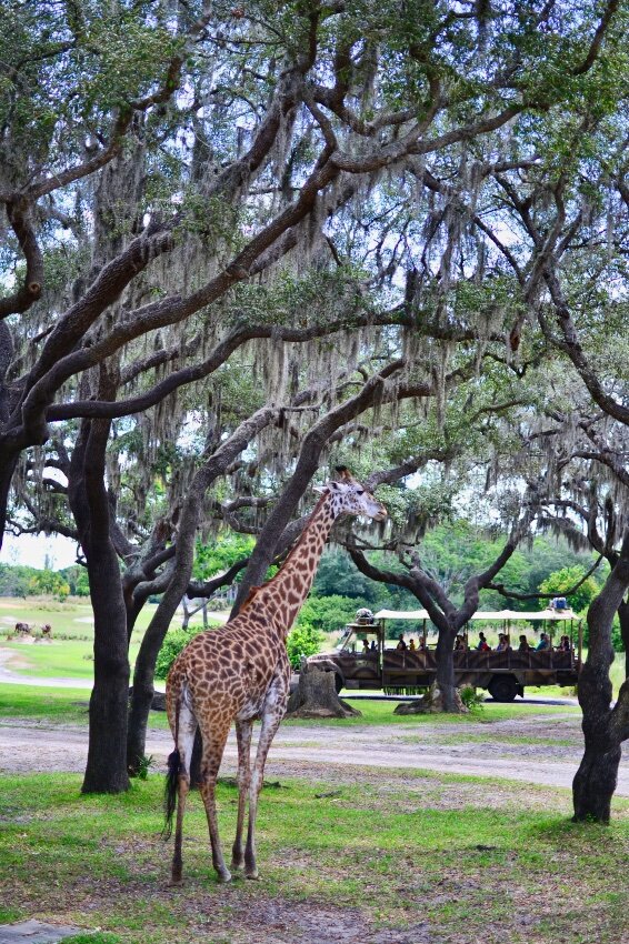 Giraffe on Kilimanjaro Safari at Animal Kingdom.jpeg