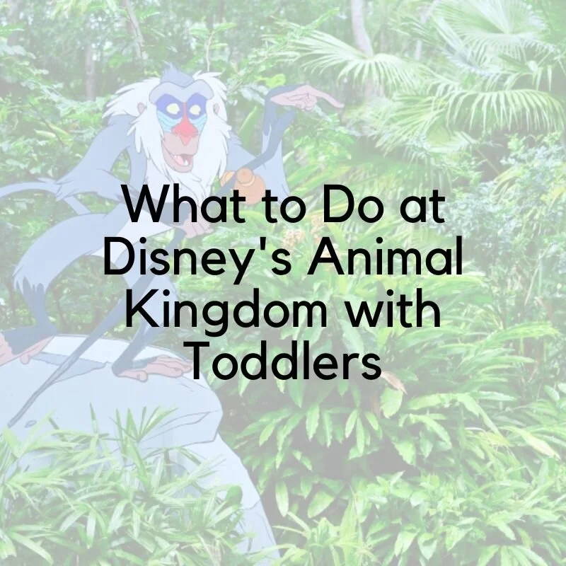 What to Do at Disney's Animal Kingdom with Toddlers