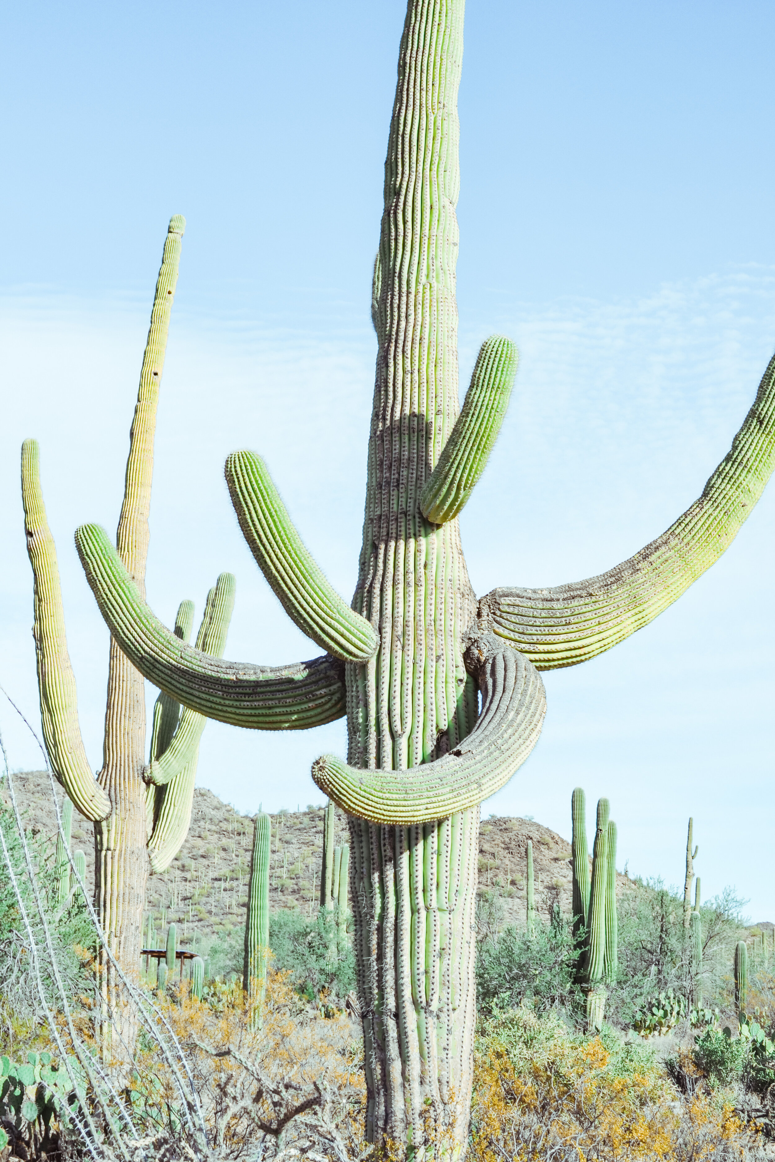 Visiting Saguaro National Park with Little Kids — A Mom Explores  Family  Travel Tips, Destination Guides with Kids, Family Vacation Ideas, and more!