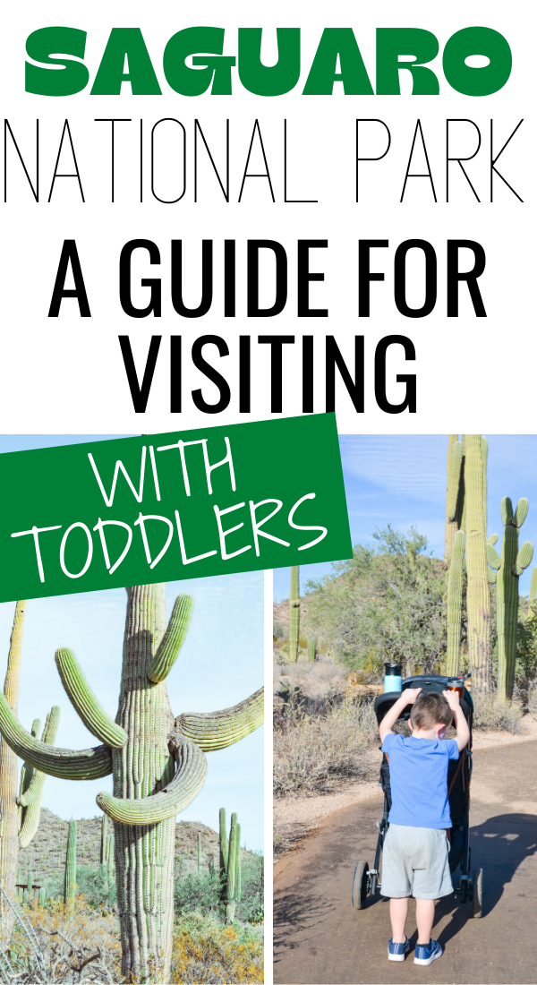 Saguaro Np with Toddlers-2.png