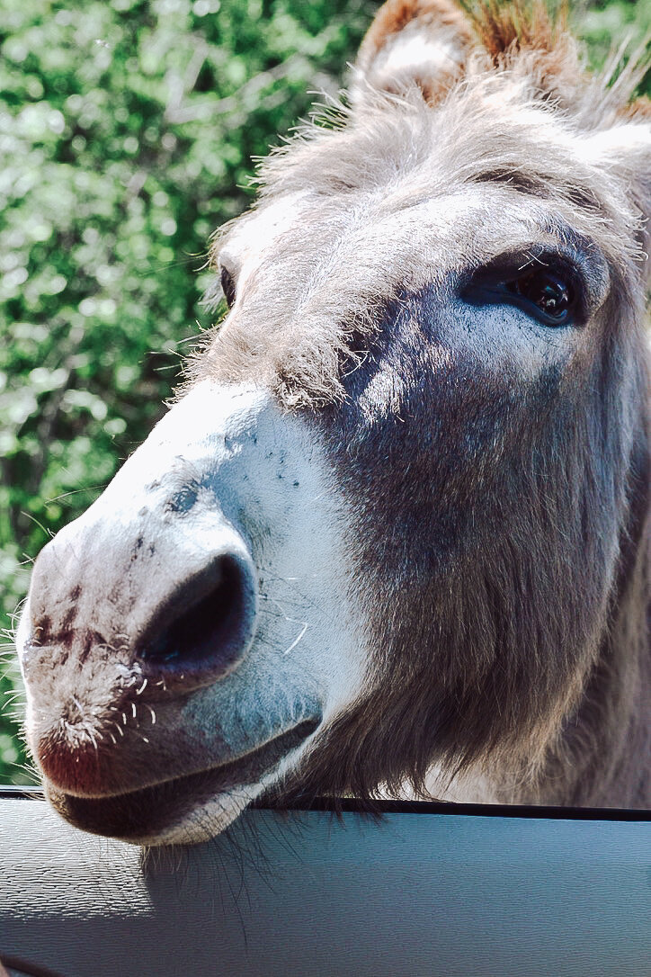 begging burro custer state park.jpg