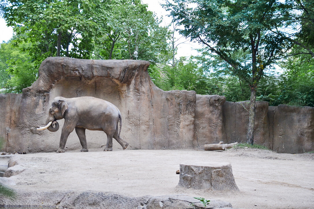St. Louis Zoo elephant.jpg