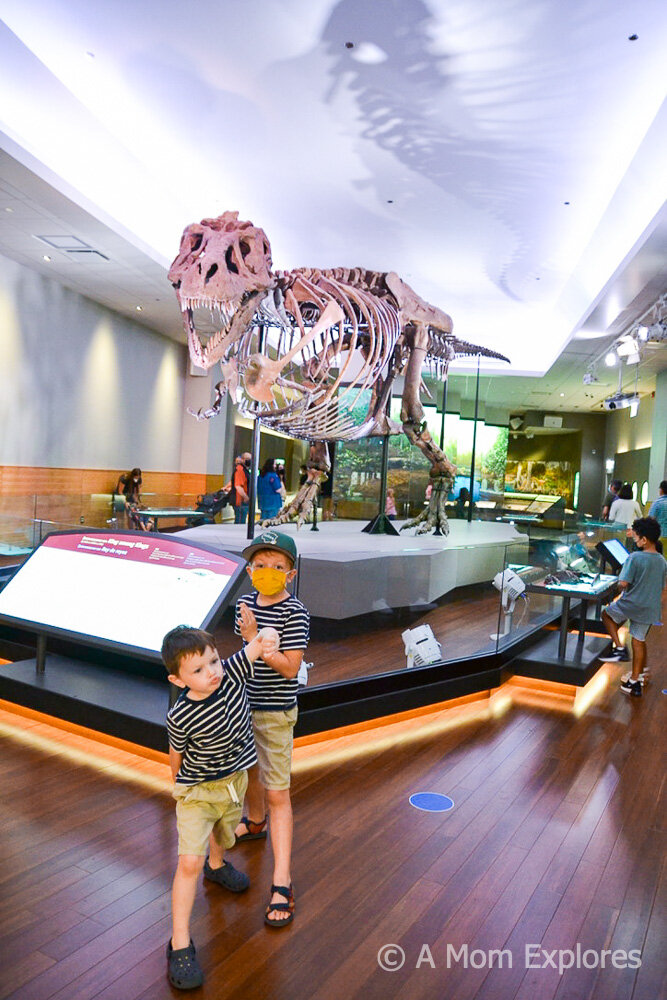 SUE the TRex at Field Museum Chicago.jpg