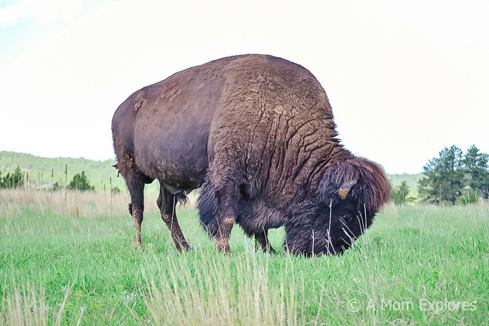Custer State Park.jpg