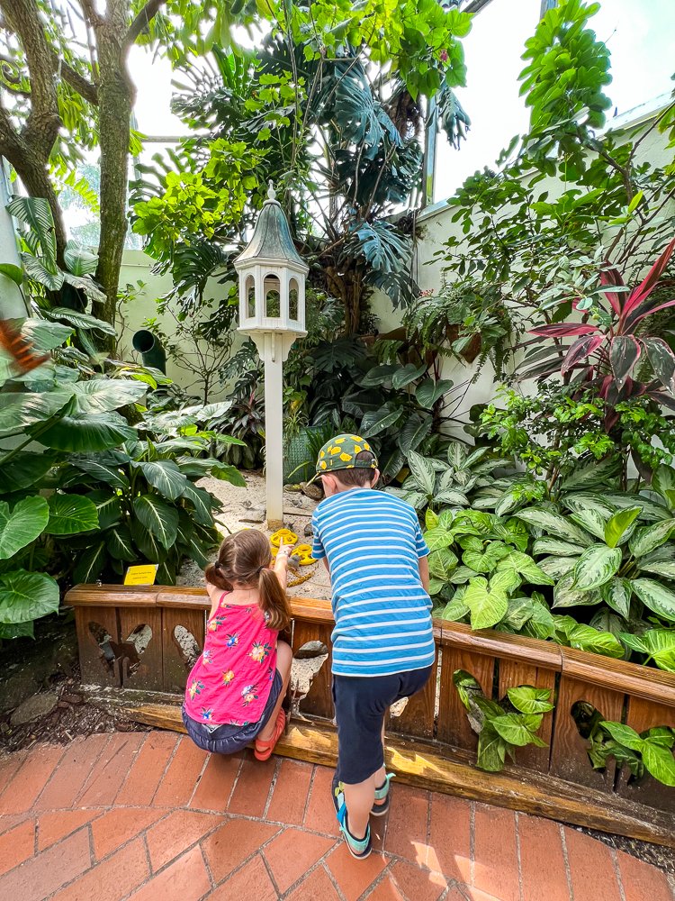 key west butterfly conservatory most popular attraction with kids in key west.jpg