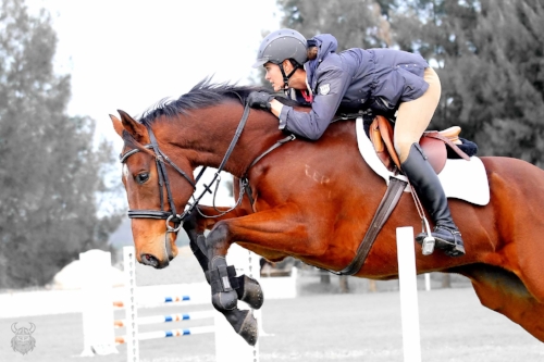 SOLD "Galactic" pictured with Hayley Frielick. "Joey" successfully competed CIC1* 2016, and is now a straight showjumper.
