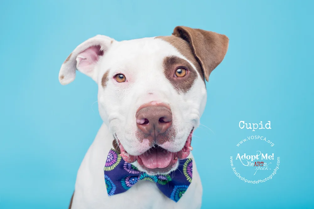 Valley Oak Spca