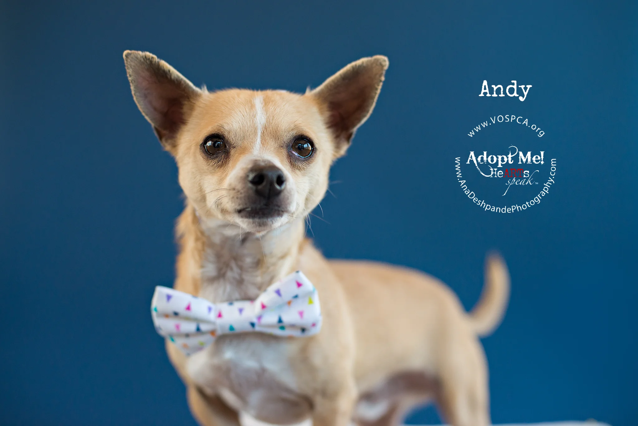 White Oak Animal Safe Haven PetsWall