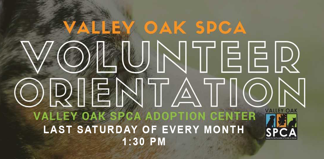 Volunteer Orientation_SATURDAY.png