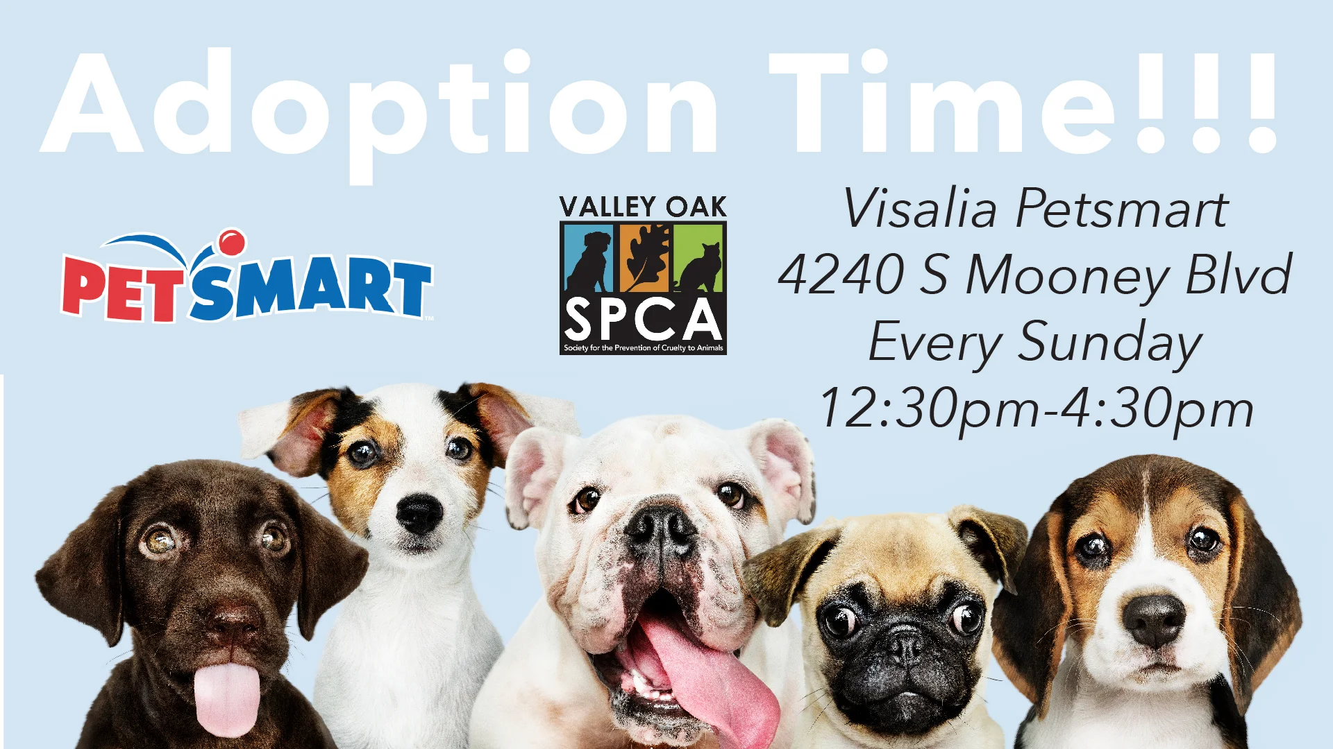 Visalia Petsmart Adoption.jpg