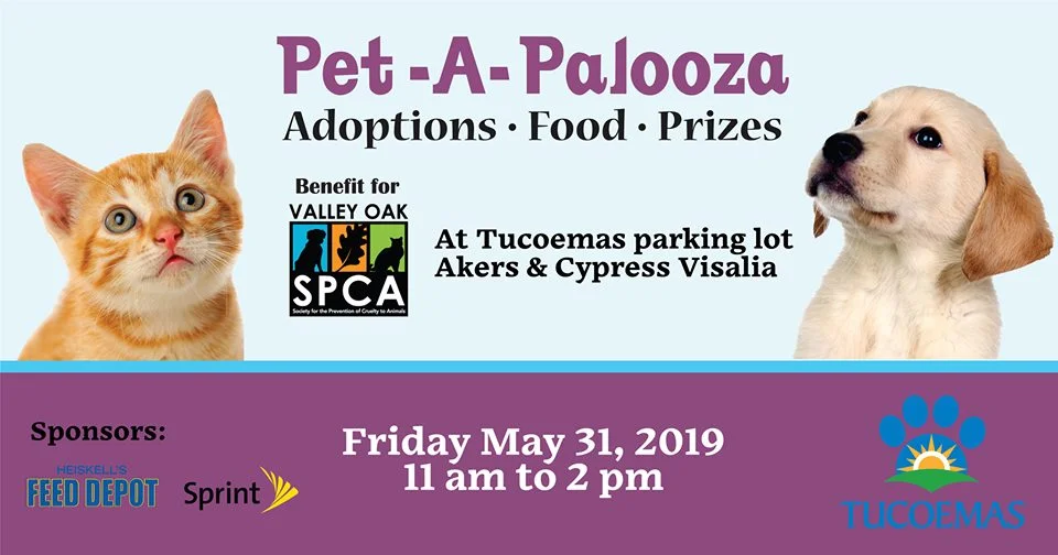 Pet A Palooza May 31.jpg