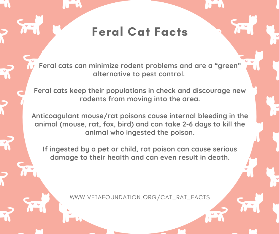 _Feral Cat Facts FB Post.png
