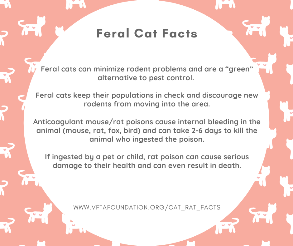 _Feral Cat  Facts FB Post.png