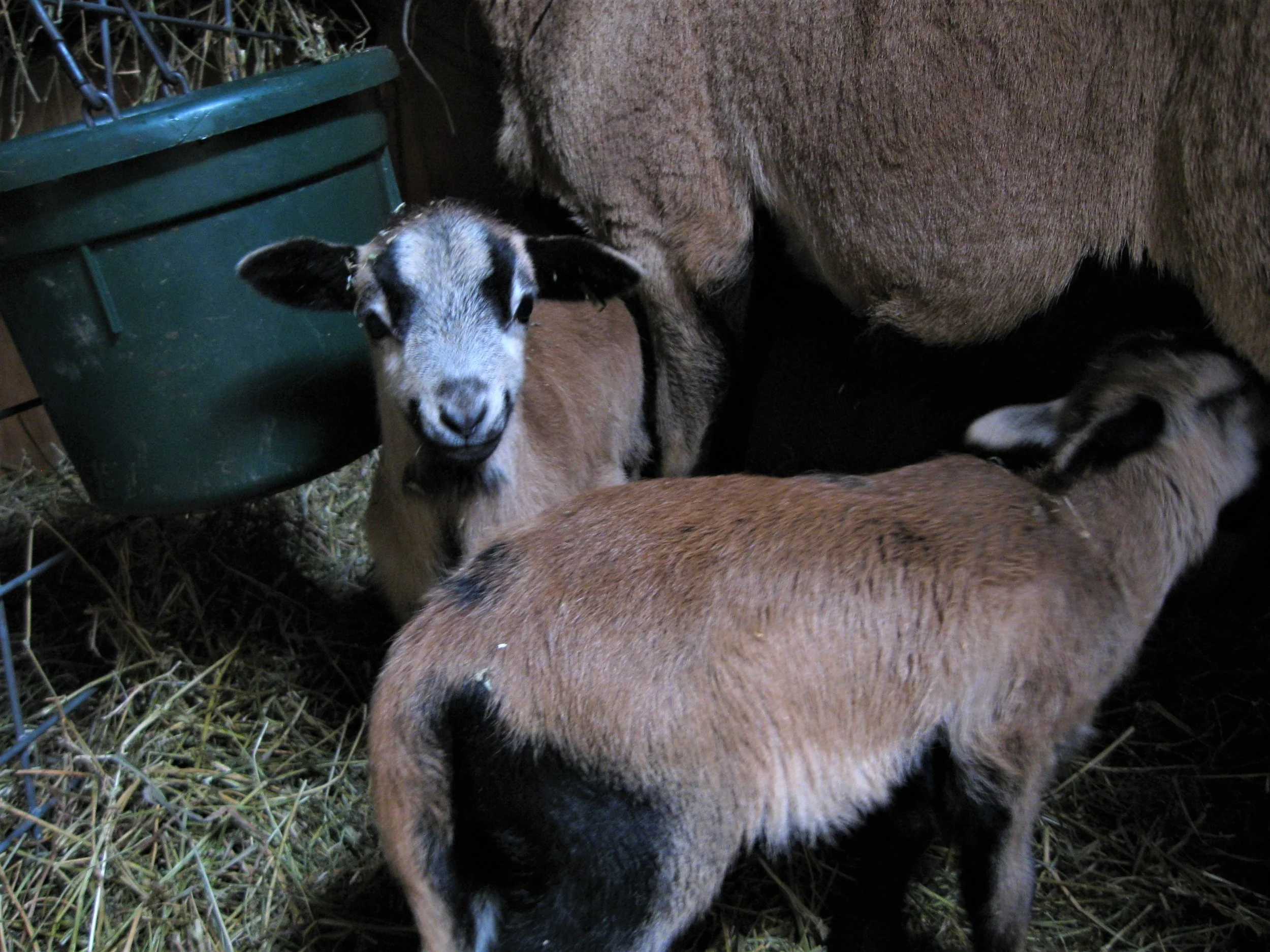 It is extremely difficult to take a focused picture of jumpy lambs in dim light with a terrible camera.
