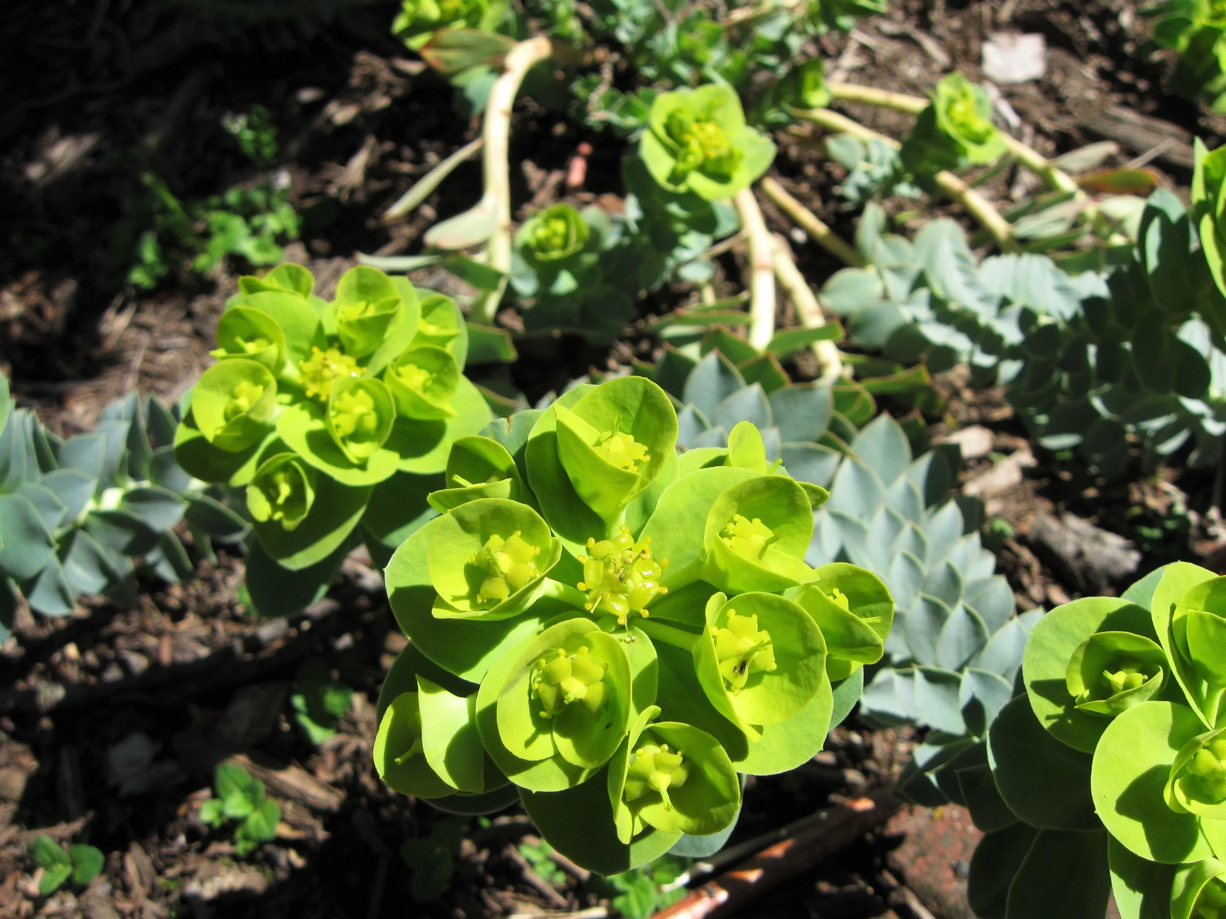Euphorbia myrsinites L., a.k.a. Myrtle spurge, which sounds like a character from Anne of Green Gables.