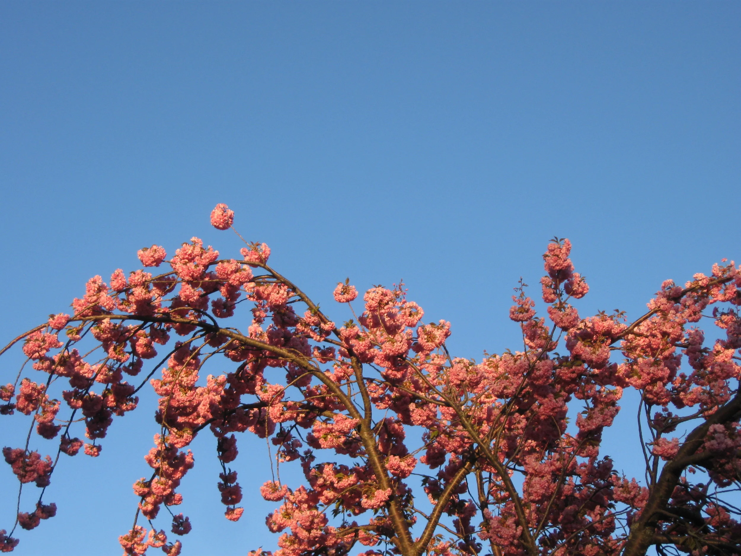 If you look at just the top of a cherry tree when it's blooming, especially from a distance, the shape and texture bears some resemblance to a very large, pink, furry spider. You're welcome!
