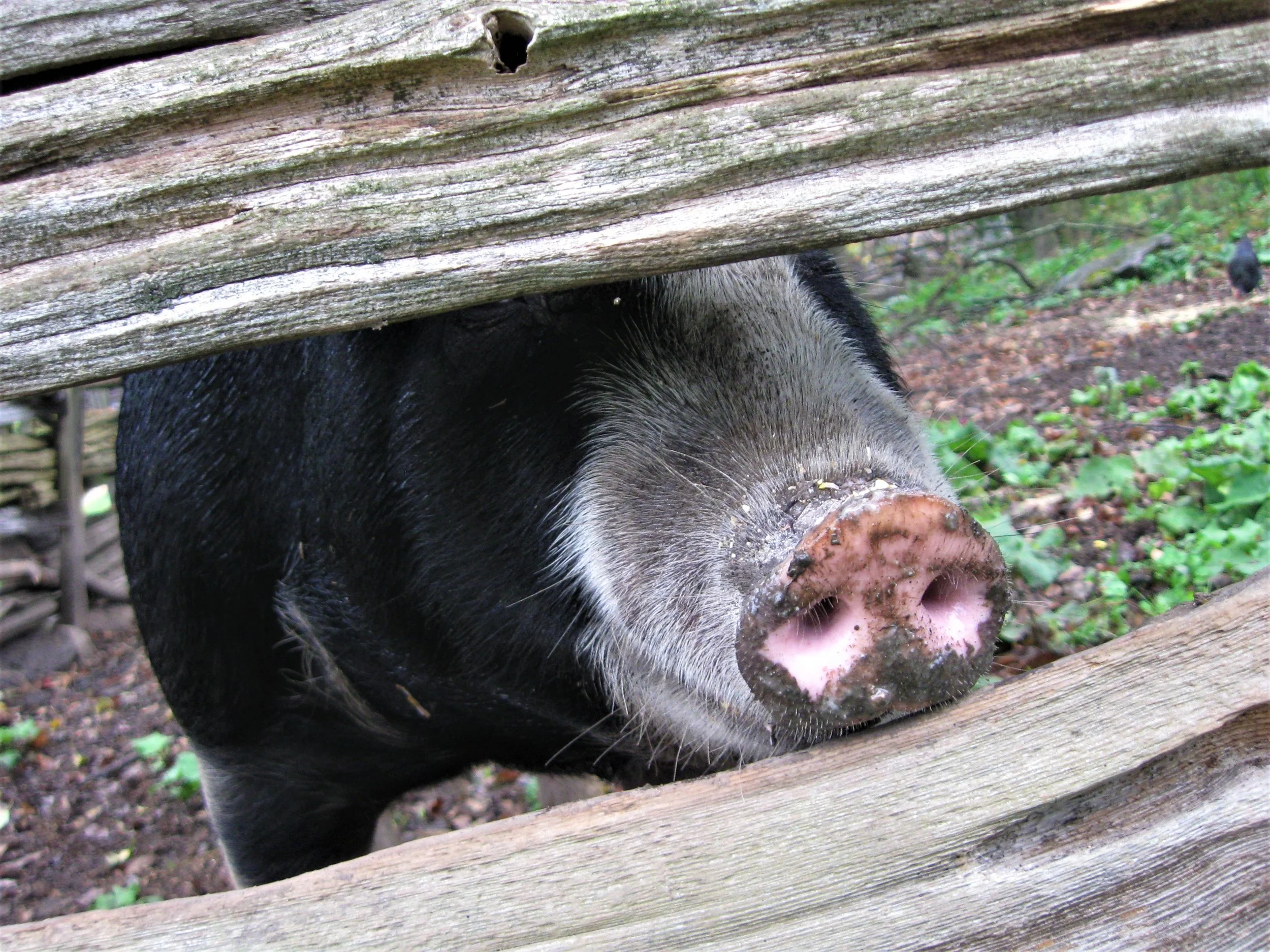 19 Miss Ham's nose.jpg
