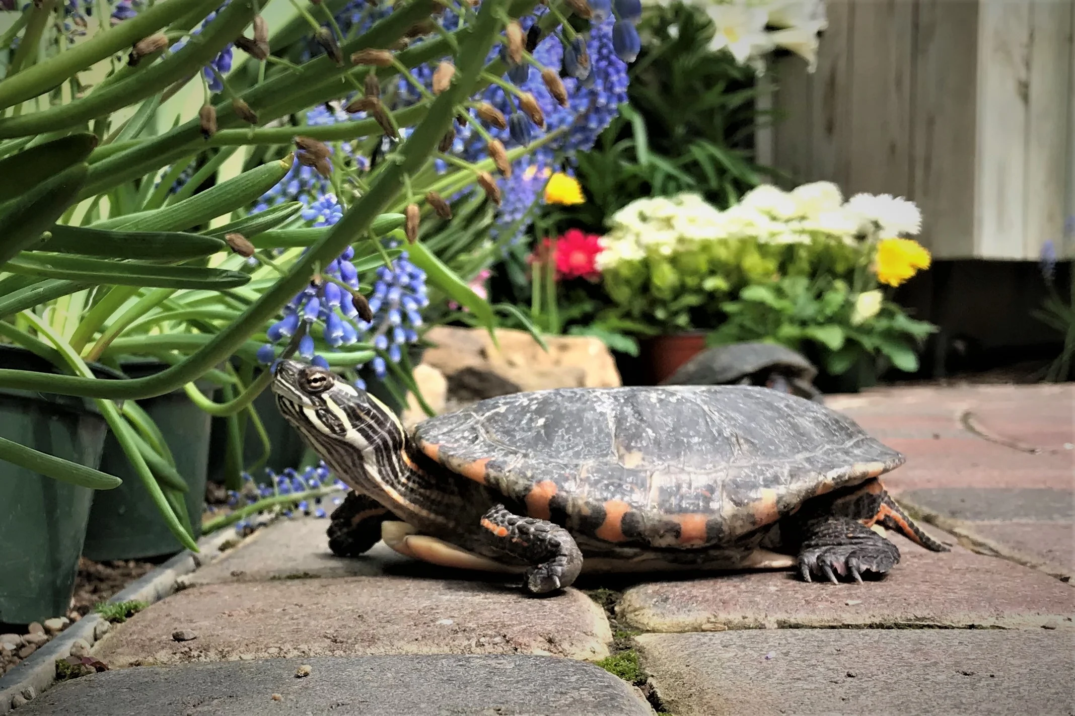 Turtle.