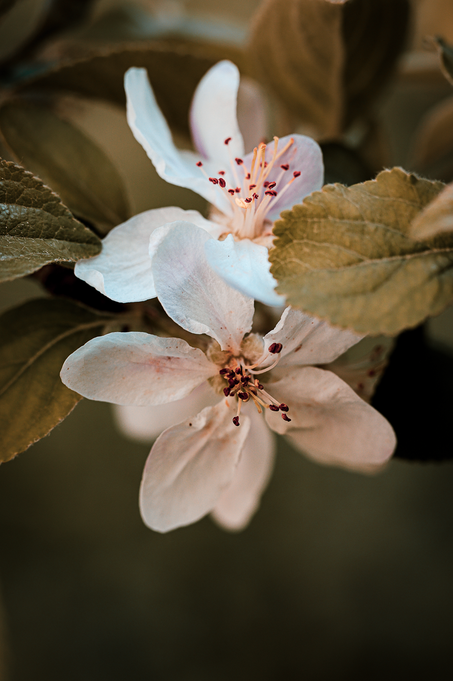 Suzanne's Apple Tree.png