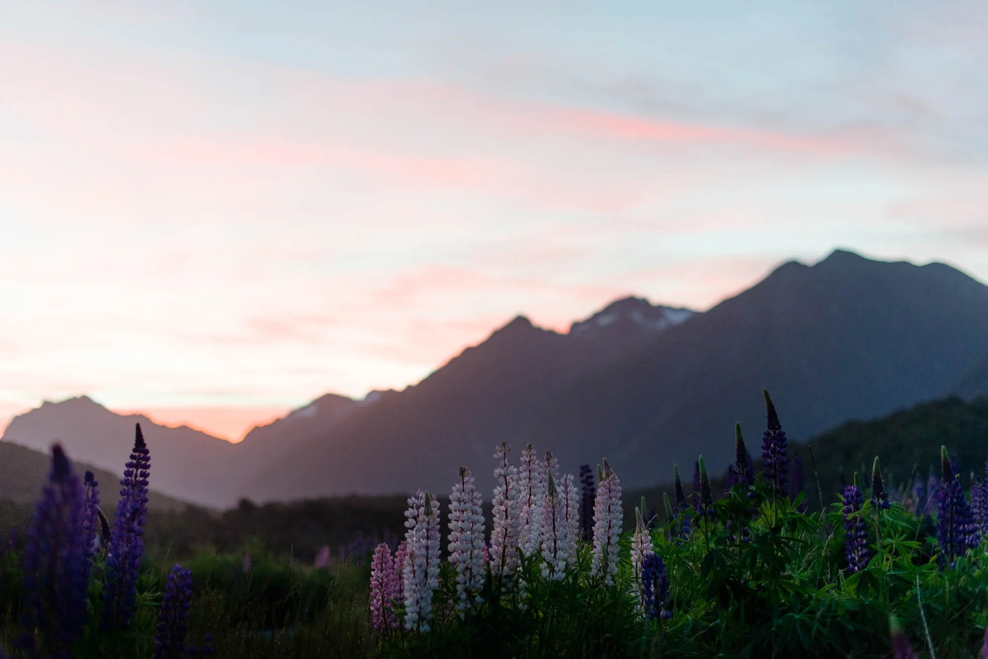 New Zealand Wildflowers by Aaron Courter