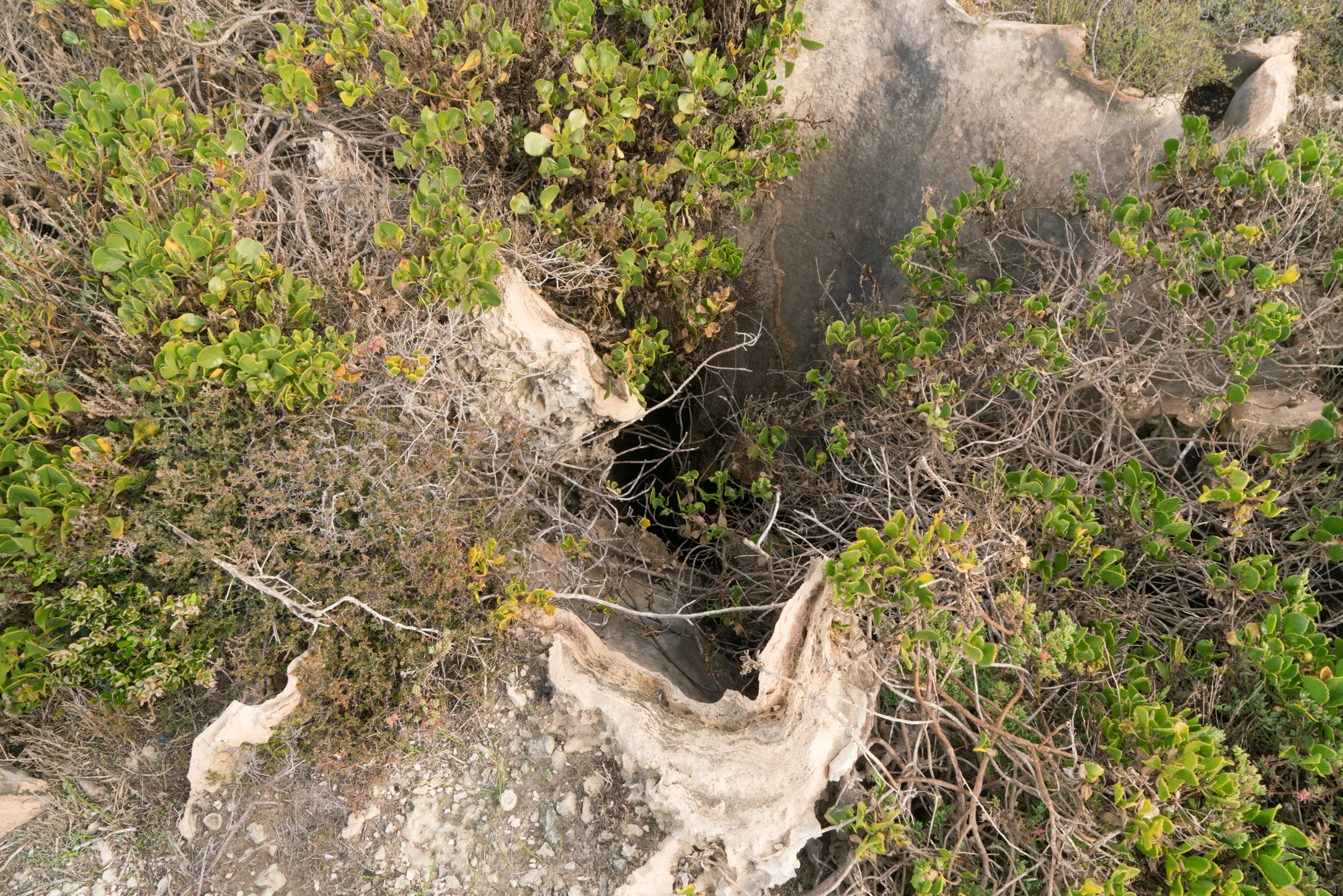 Plate 12: Hidden deep hole – one of several which are hazardous for walkers