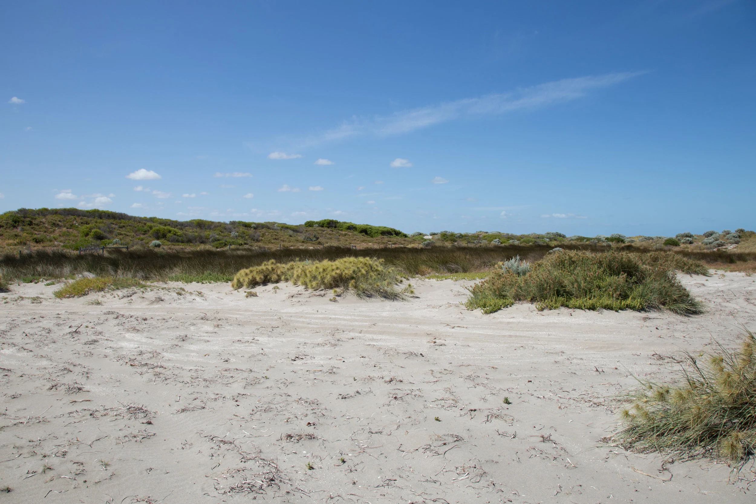 Plate 10: Fresh water wetland at Becher Point.