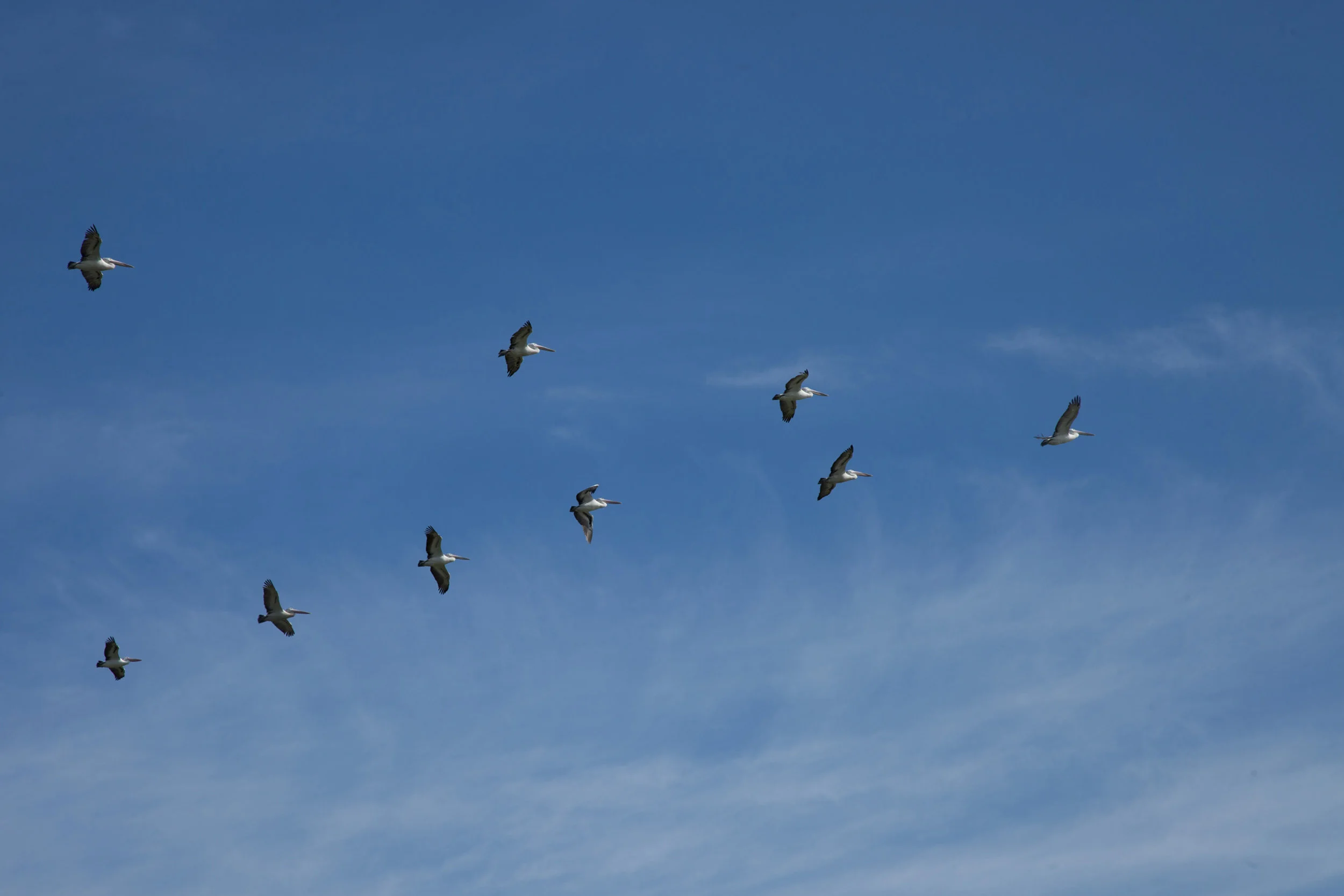 Plate 22: Some of the many pelicans flying over the area.